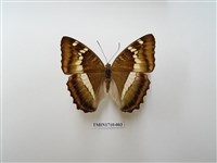 藏品(窄帶綠蛺蝶)的圖片